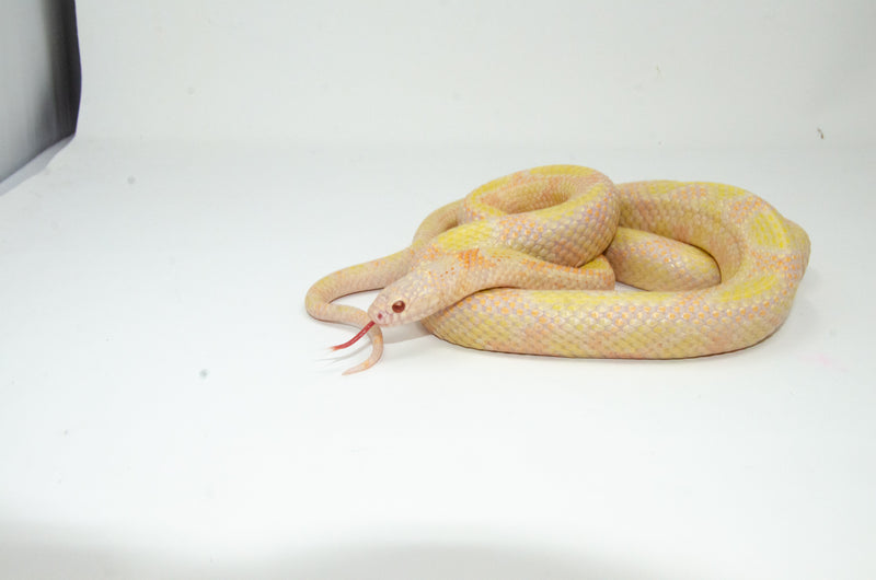 Albino Blotched Kingsnake Adult